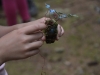 th__DSC0181