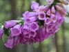 th_DSC_0159