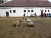 P1030472 (Kopírovat)
